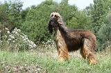 LEVRIER AFGHAN 256